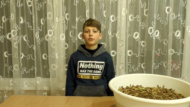 Зофобас - разведение, содержание, стадии развития | Корм для пауков и рептилий смотреть онлайн