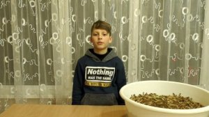 Зофобас - разведение, содержание, стадии развития | Корм для пауков и рептилий