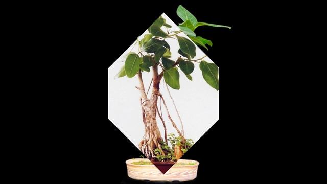 Ficus Benghalensis Bonsai смотреть онлайн