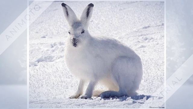 Животный мир Арктики смотреть онлайн