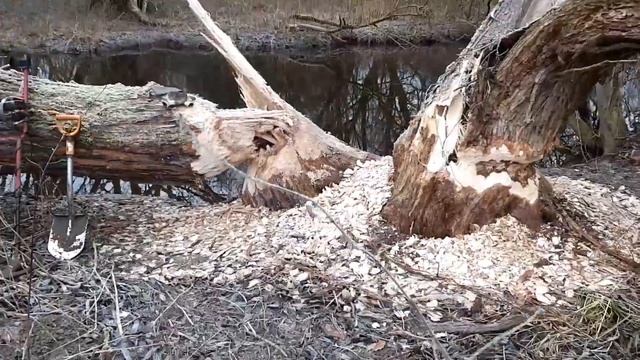 Это невероятно,на хорошо битом поле столько монет !С юмором но все же коп ! #копмонет #Коп #поиск смотреть онлайн