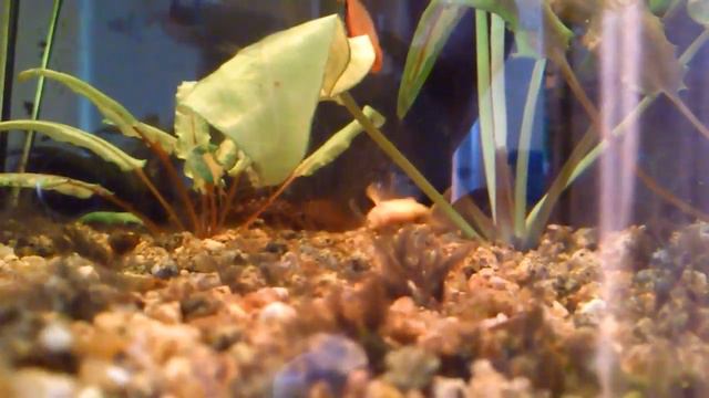 Анциструсы дерутся / Ancistrus Fight