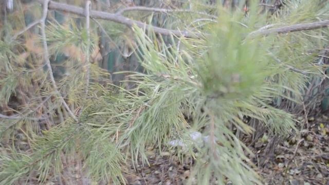 Ветка сосны ноябрь смотреть онлайн