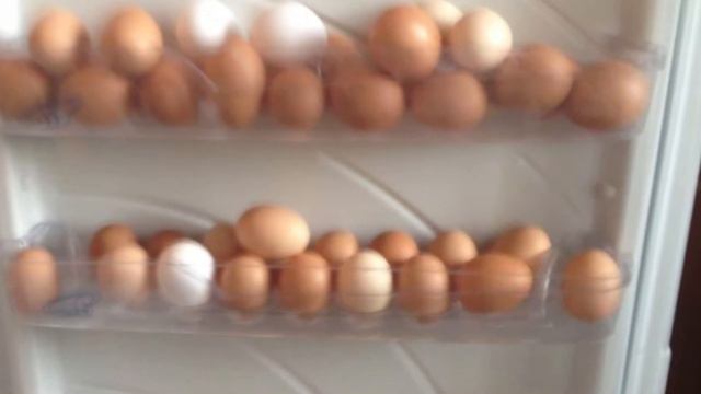 Tuxum Xaqida Faktlar Va Malumotlar.