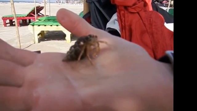 Индия. Гоа. Пляжи Аравийского моря смотреть онлайн