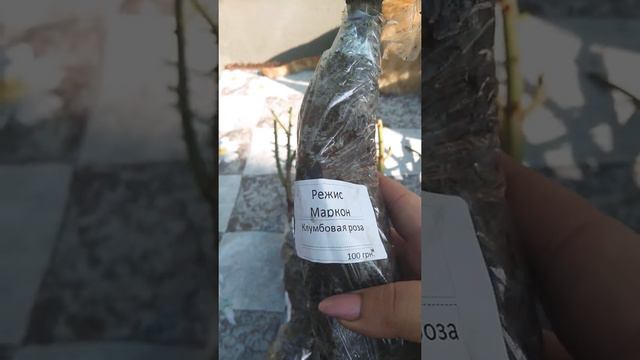 Розы из питомника ☮️ Мир роз Распаковка посылки 3.10.2020 смотреть онлайн