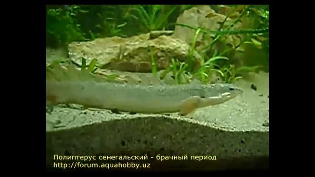 полиптерус - брачные танцы смотреть онлайн