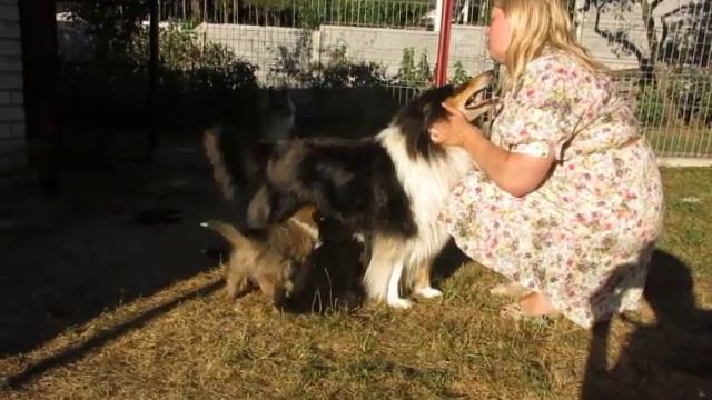 a 004-2015-08-14 щенки колли Шела и Нури, 1,5 мес смотреть онлайн