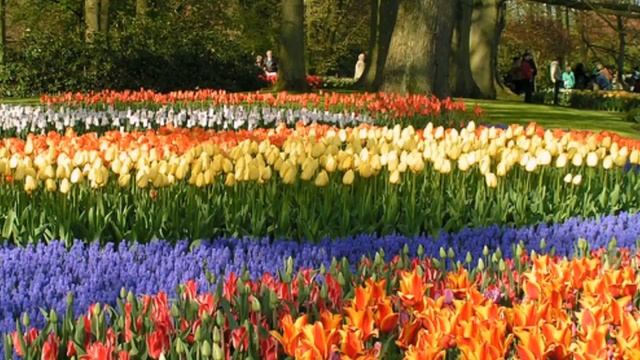 Сад цветов Кекенхоф, Нидерланды (Keukenhof - Flower Garden)