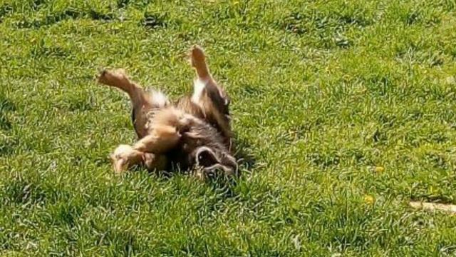 Собака от страха пол-года не выходила из вольера... смотреть онлайн