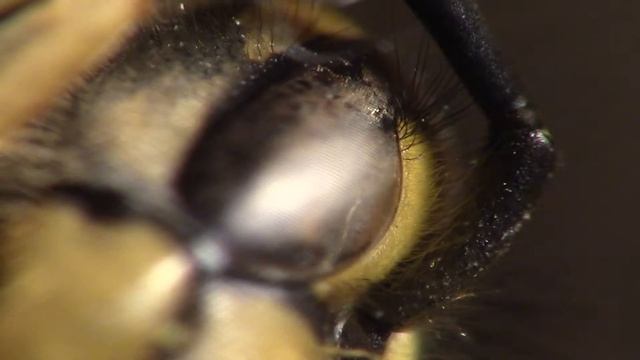 Canon Legria HF R606 - macro test (bee) смотреть онлайн