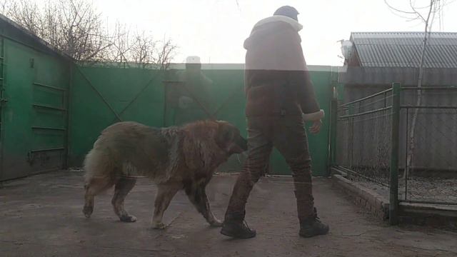 дрессировка кавказская овчарка смотреть онлайн
