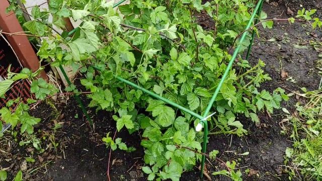 Уход за ежевикой весной