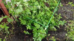 Уход за ежевикой весной