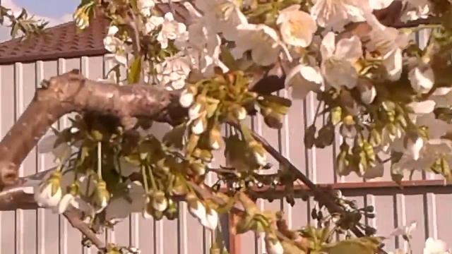 20 апреля 2018 г.Укра
шение старых деревьев(оленьи рога). смотреть онлайн