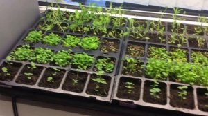 Освещение для рассады | Как сделать правильное освещение? | Какими лампами надо подсвечивать рассад