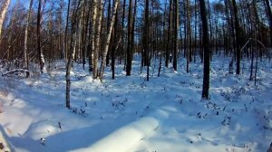 Промысловая охота 2020 года  Проверяем капканы, добыли и приготовили кабаргу