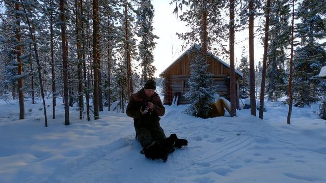 Щенки Русско Европейской лайки смотреть онлайн