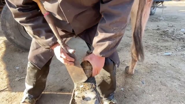 太過癮了！巨大驢蹄子表面浮現出“年輪感”！折磨著毛驢走路嚴重不平衡！杜師傅一刀切下蹄子真解壓，毛驢也舒服了！ смотреть онлайн