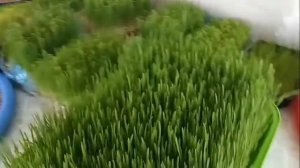Пшеница выращивание дома. Как проращивать пшеницу без трудностей, пшеница микрозелень как выращиват