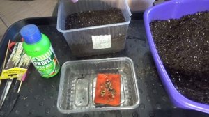 Люпин многолетний: как я сею его семена на рассаду