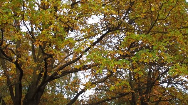 Золотые Осенние Деревья смотреть онлайн