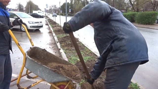 Посадка деревьев (Слива Писсарди - на штамбе) в посёлке Гвардейское. Крым. Симферопольский район. смотреть онлайн
