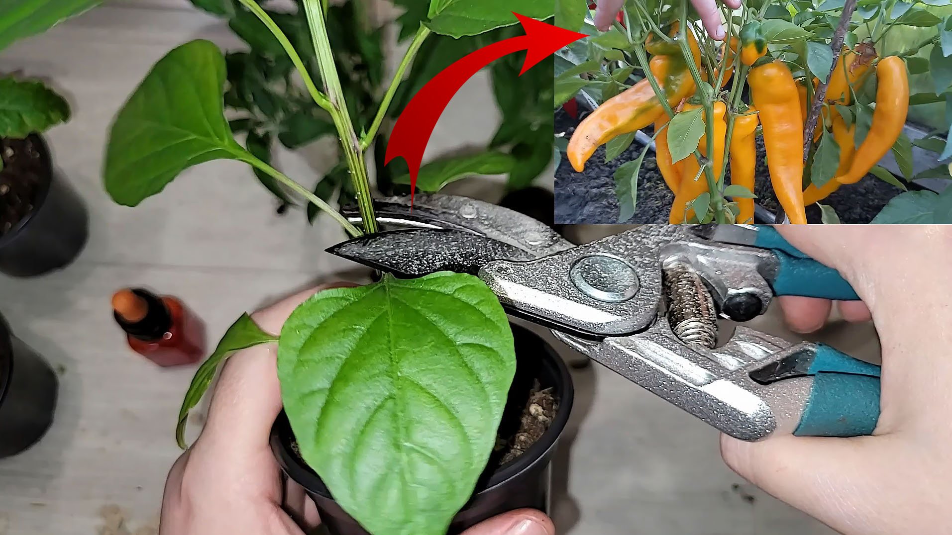 ЖАЛЕЮ, что раньше так не ВЫРАЩИВАЛА рассаду ПЕРЦА, растет коренастая, толстая и много урожая смотреть онлайн