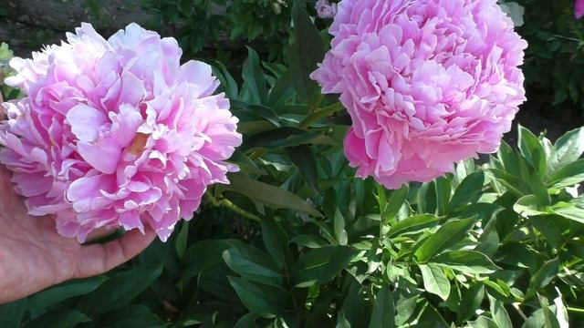 Пион Полонез