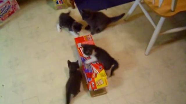 kitten box attack смотреть онлайн