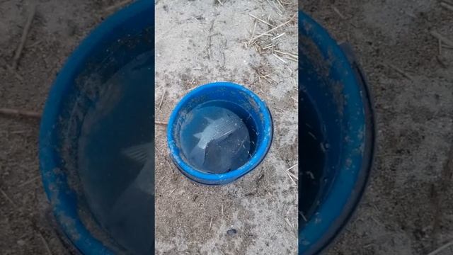КАРАСЬ ПОД КИЛОГРАММ. Рыбалка в сентябре вечером. Озеро Малый Коскуль. смотреть онлайн