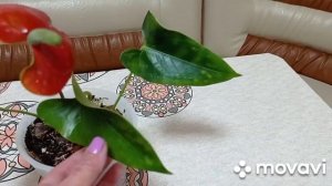Комнатные растения. Новинка, антуриум. Пересадка антуриума и сингониума. Грунт для антуриума.