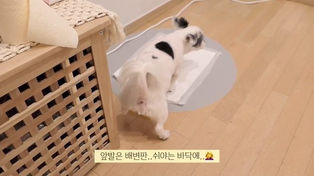 ENG)vlog?짜파게티로 만든 해물쟁반짜장?야식으로 러스크 만들기?벚꽃 라이딩 (순대볶음,몬테크리스토,버거킹,몬스터X,납작만두,훕훕베이글,딸기요거트스무디,택배 언박싱) смотреть онлайн