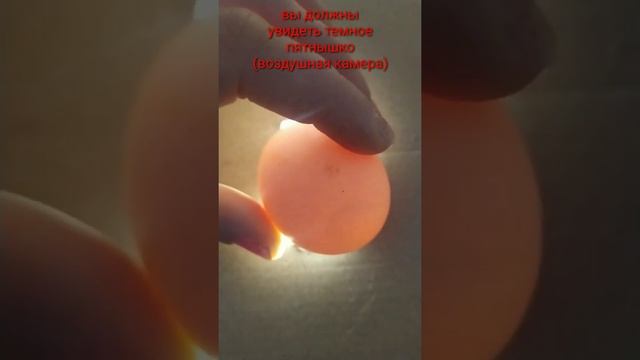 ☝️Лайфхак:как проверить яйца,?перед закладкой в инкубатор??? смотреть онлайн