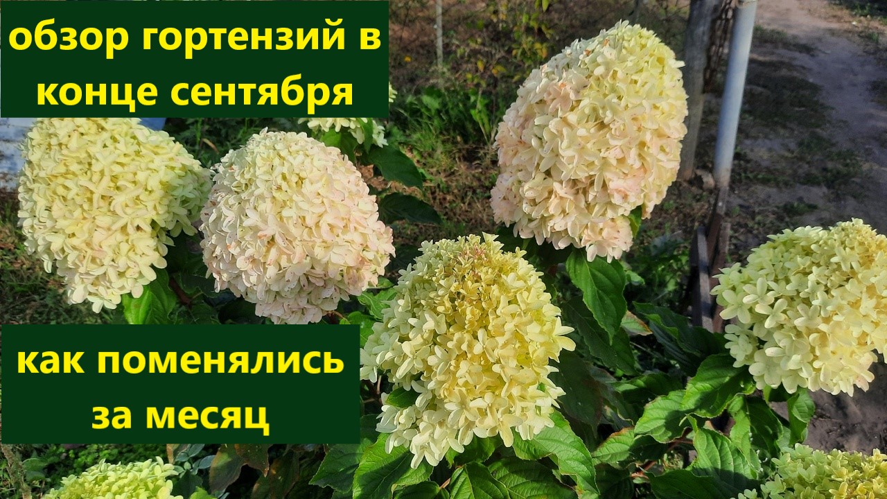 Обзор гортензий на конец сентября. Как меняется и как действует сухая погода. смотреть онлайн
