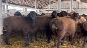 Наши Гиссарские овцематки