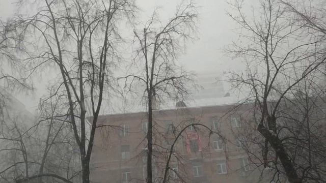 Москва. Снежная пурга и цветущая ? роза. смотреть онлайн