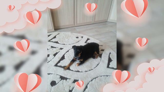 В память о моей любимой Норе. смотреть онлайн