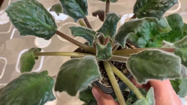 ФИАЛКИ НЕ ХОТЯТ ЦВЕСТИ ! ПОЧЕМУ !?И КАК ДОБИТЬСЯ ЦВЕТЕНИЯ У ФИАЛКИ !! смотреть онлайн