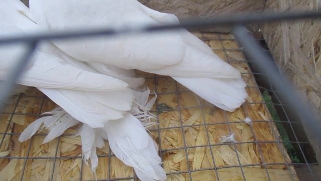 Узбекские чисто белые голуби.цвет простой но очень красивый! смотреть онлайн