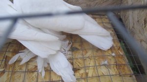 Узбекские чисто белые голуби.цвет простой но очень красивый!