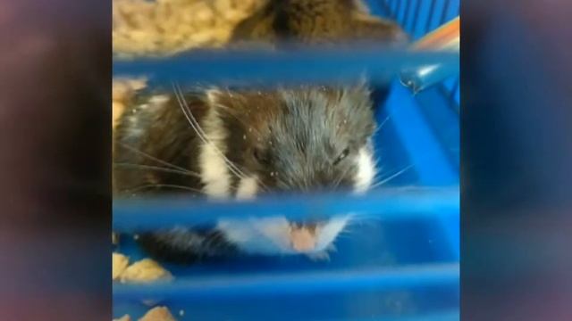 Мой хомяк Грызлик смотреть онлайн