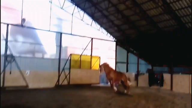 My crazy лошадь - by Svetlana&Babai | Equestrian music video смотреть онлайн