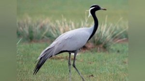 Над тайгой засыпающей. Христианская песня