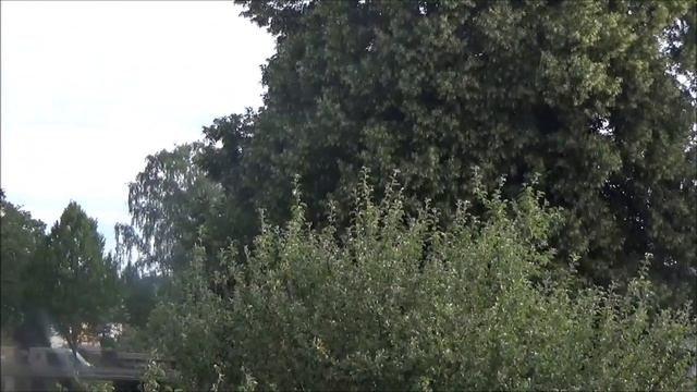 Почему кошки приходят в чужой дом? К нашему дому пришла трехцветная кошка. смотреть онлайн
