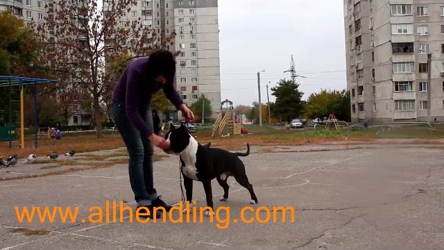 Хендлер - кто это? Хэндлинг - что такое? Хендлинг - это просто смотреть онлайн