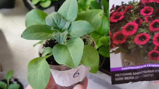 ?ПЕТУНИИ. ЧАСТЬ 2. Обзор рассады ампельной и каскадной петунии в возрасте 1,5 месяца. смотреть онлайн