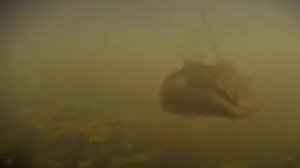 Прогулки с монстрами будущего