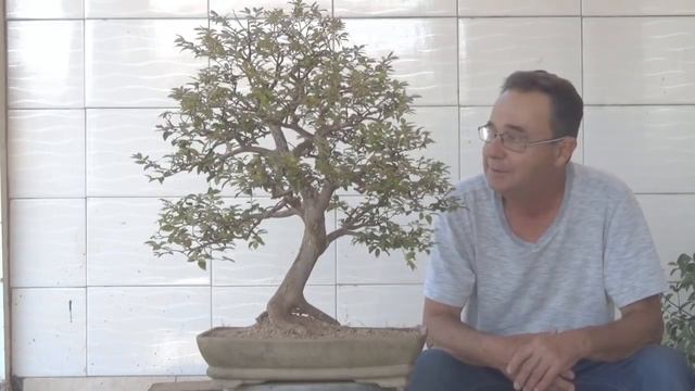 Bonsai Jabuticaba pós desfolha смотреть онлайн