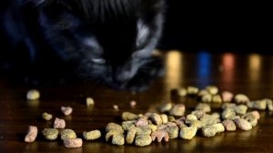 АСМР Кот Кушает Корм / ASMR The Cat Eats Food